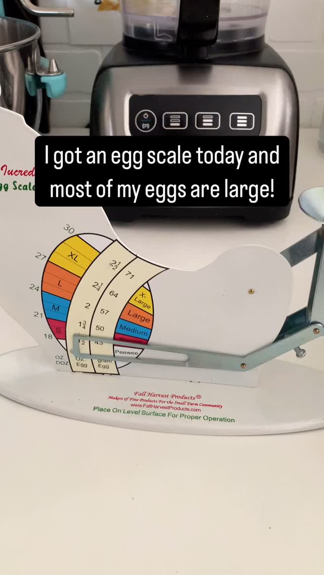 #largeeggs #eggs #freerangeeggs #largeandincharge #eggdealer