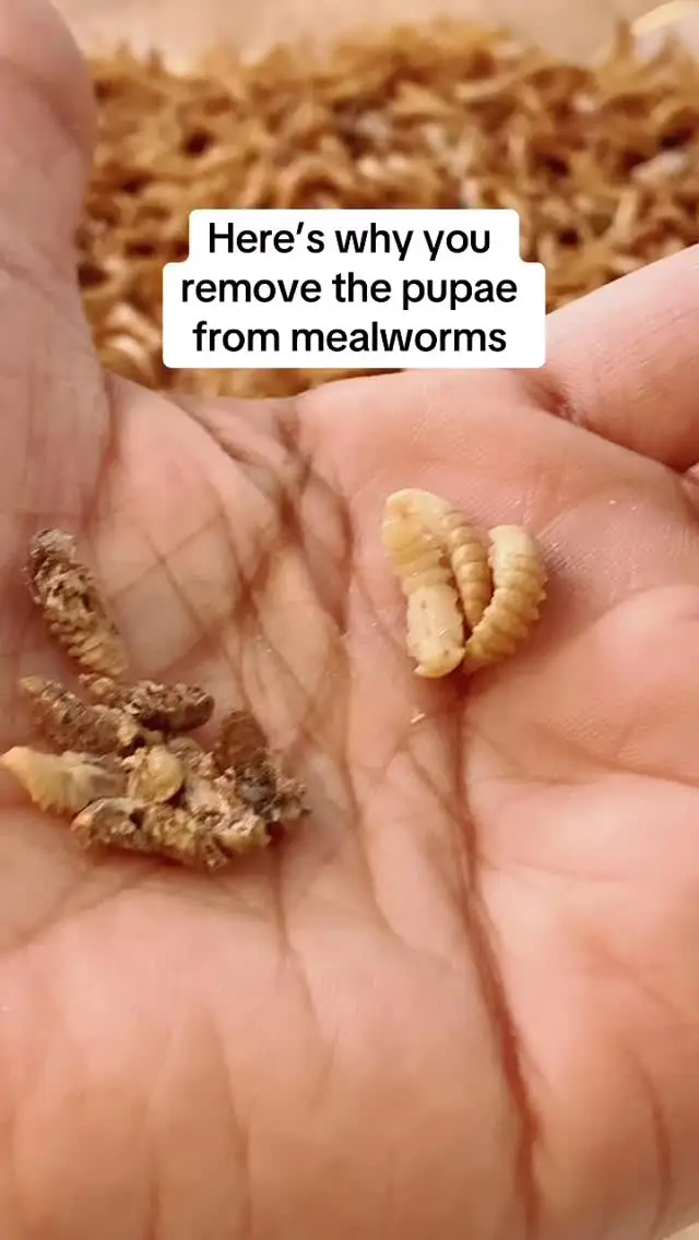 Removing pupae from the mealworms prevents them from being cannibalized 😳 Pupae are immobile and defenseless during their transformation and are easy targets for their wriggly counterparts seeking moisture or nutrients 😳😳 Also why they stay elevated until they are beetles - I’m learning so much with this mini farm! Not so mini anymore since learning each beetle lays 300-500 eggs and I have 400 and counting 🤔😮‍💨#mealworms #mealwormfarm #foodformychickens #chickens #backyardchickens