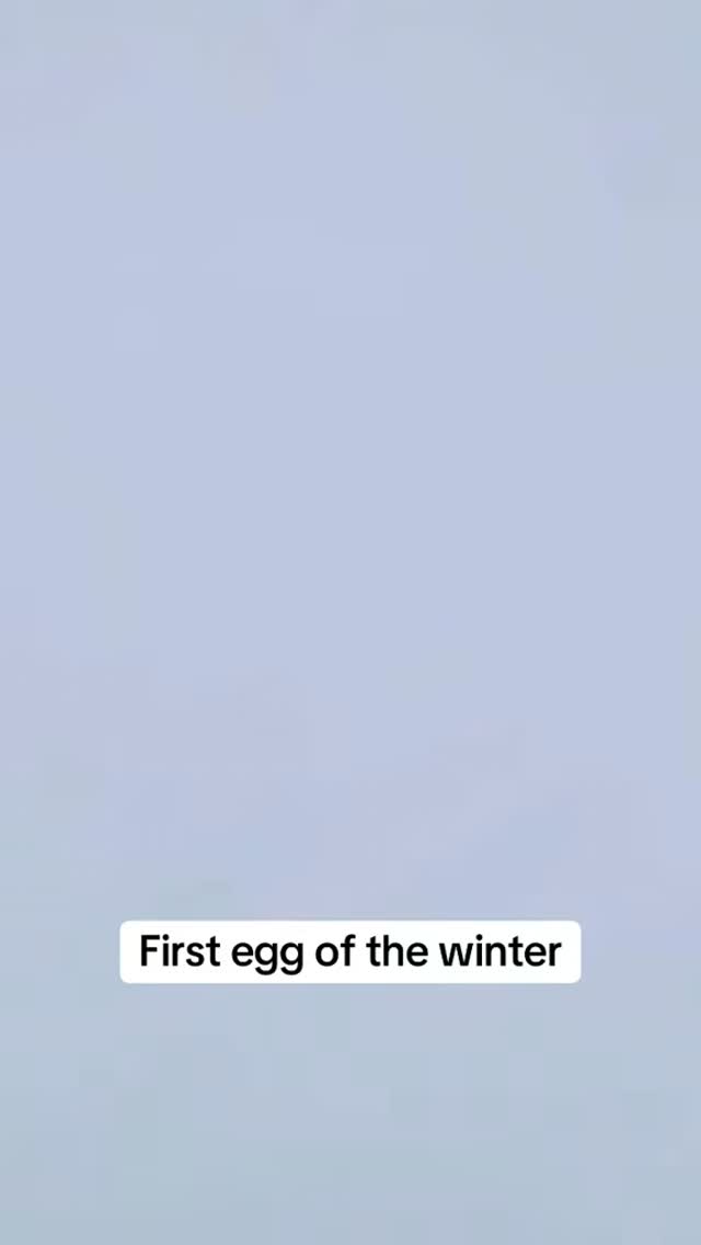 Anyone else??!!! We’ve been waiting months and we finally got an #egg 👍🏽 #chickensofinstagram #chickens #backyardchickens #iykyk