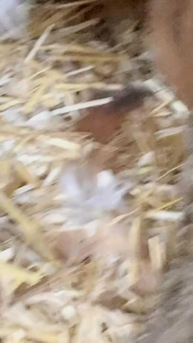 My girls have had a little visitor to the coop each day during this cold snap in the weather, the birdie flies in when their door automatically opens and is gone when I close it at night. I’ve been told it’s a #starling and it’s the only one tw hi has found the way in 🤣🤣🤣 #chickensofinstagram #chickens #backyardchickenslife #iykyk