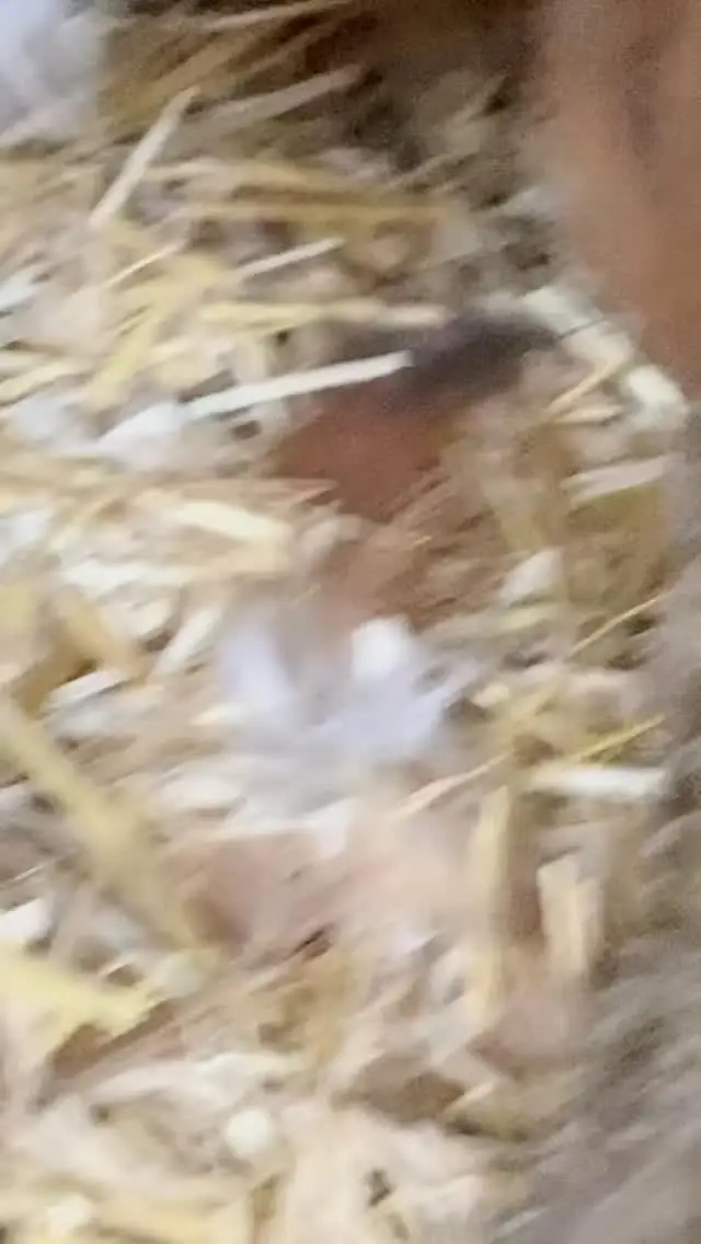 My girls have had a little visitor to the coop each day during this cold snap in the weather, the birdie flies in when their door automatically opens and is gone when I close it at night. I’ve been told it’s a #starling and it’s the only one tw hi has found the way in 🤣🤣🤣 #chickensofinstagram #chickens #backyardchickenslife #iykyk